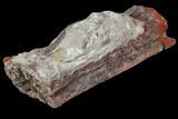 Devonian Petrified Wood (Callixylon) Log - Oldest True Wood #102060-2